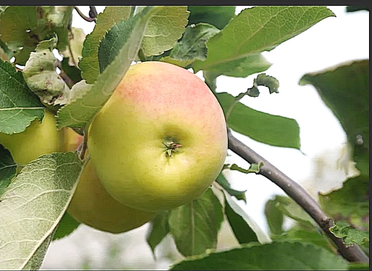 Сорт яблони Данила