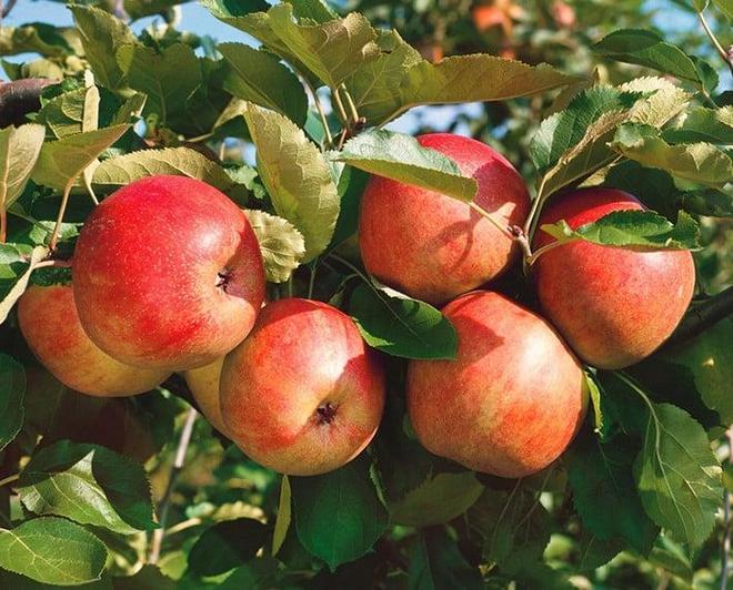 Показ описываемого сорта яблони. 