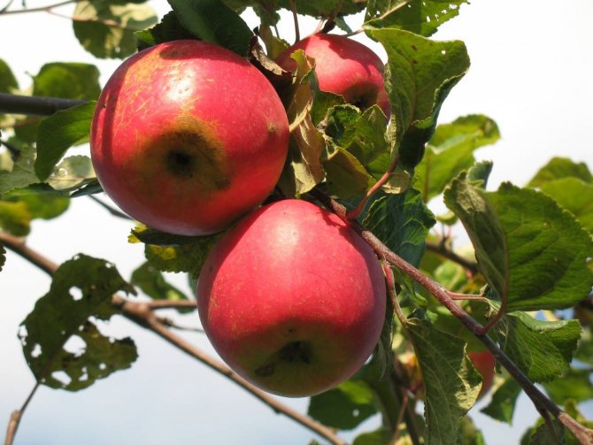 Показ описываемого сорта яблони. 