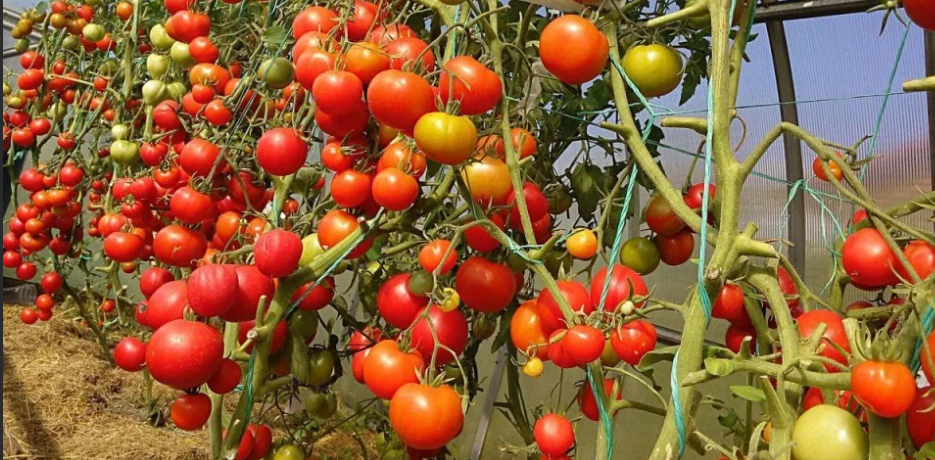 Уход за высаженной рассадой томатов.