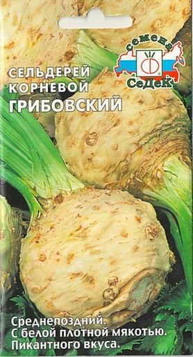 Сорт сельдерея корневого Грибовский.